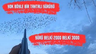 TAHTALI AVI Holzvogel taxta quş (ABİM TAHTALILARI NASIL VURAMADIĞINI ANLATIYOR) ÇOK KALABALIK SÜRÜ