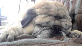 Snoring Pug