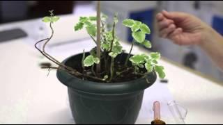 Chlorophyll is necessary for Photosynthesis (Afrikaans)
