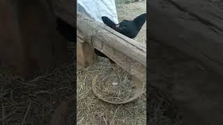 Вы знали, Как удовлетворить курицу? , #animals #прикол #жизньвдеревне #смешноевидео