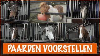 NIEUWE PAARDEN VOORSTELLEN | PaardenpraatTV