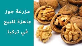 مزرعة جوز جاهزة للبيع في #تركيا