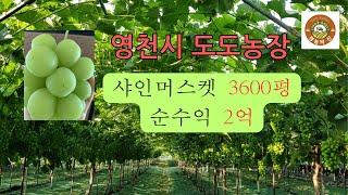 경농의신 7편  샤인머스켓 순수익 2억? (도도농장)