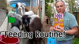 Animal Feeding Routine with our Alpaca, Sheep & Goats