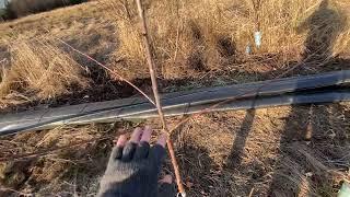 How to Prune and train young fruit trees for best branch angles