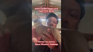 THE MASTER OF ALL BULLDOGS SAID WHY THESE NEW BOOTIES CHUMPS THINK THEY KNOW MORE ABOUT DOGS THEN ME