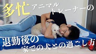 多忙な動物ショートレーナー兼YouTuber…家での生活がぶっとんでいます