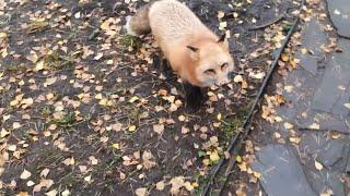 Ли Сяо / Alice the Fox Лиса Алиса (Уроки самообороны для Белого !!!)