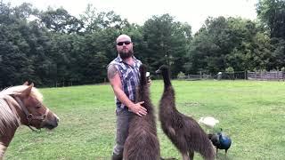 Emu Fun facts and care