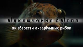 Відключення світла - як зберегти акваріумних рибок. Практичні рекомендації