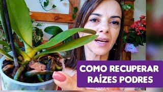 COMO FAZER PARA SALVAR RAÍZES PRETAS️