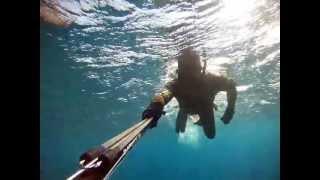 Spearfishing small fish