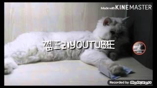 [겜도리]고양이 자는모습