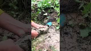 Remove mud and Debris Clog On Culvert pipe #unclog #flashflood #clogged #flood  #satisfying