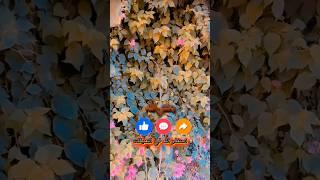 صلوا على رسول الله صلى الله عليه وسلم #youtube #reels