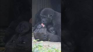 baby #gorilla brotherly love  #gorillatag #金剛猩猩 #台北市立動物園 #shorts #ringo #jabali