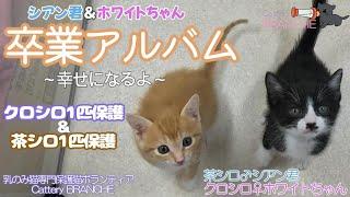 【卒業アルバム】シアン君＆ホワイトちゃん・離乳期の子猫～幸せの切符を持って！！2024年5月7日＆10日保護