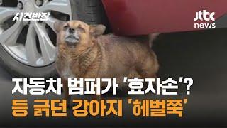 자동차 범퍼가 '효자손'? 등 긁던 강아지 '헤벌쭉' #글로벌픽 / JTBC 사건반장