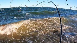 Bait, Birds, and Fish on the Beach on a Windy Surf Fishing Morning!