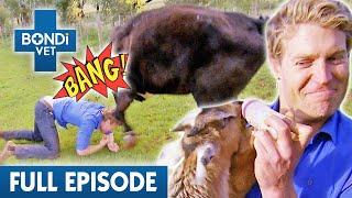 'All Hell Breaks Loose' at Animal Rescue Farm  | Best of Bondi Vet Ep 13 | Bondi Vet Full Episode