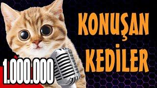 Konuşan Kediler 1000000 - En Komik Kedi Videoları