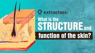 What is the structure and function of the skin? | Biology | Extraclass.com