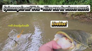 Livebiss beim Welsangeln - Welsangeln mit der Spinnrute