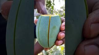 best mango ever eaten 