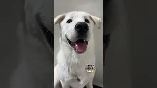 표정 변화가 연기 배우급인 강아지 #강아지브이로그 #강아지유튜브 #강아지일상 #강아지반응 #강아지표정 #shortsvideo