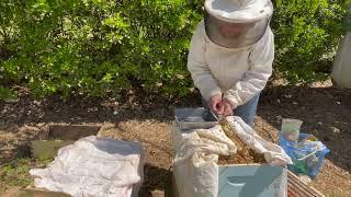 Beekeeping Tip: Using Hive Drapes to Calm the Bees