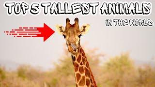 TOP 5 Tallest ANIMALS in the WORLD : Nature Unleashed!!! #shorts #facts