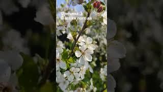 Вишня весной Seedlandia.ru - семена и саженцы декоративных   растений для сада и дома
