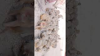 mahabinayak tample video monkey 