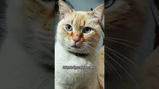 Домашние кошки с улицы, до и после того как  #смешно  #cat  #юмор #кошки