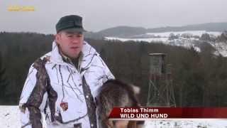 WILD UND HUND Fuchsschädel präparieren