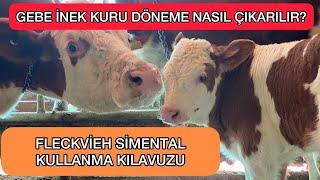 MERAK ETTİKLERİNİZ !!! İNEKLER KURU DÖNEMDE NASIL BESLENMELİ ? #inek #kurudönem #tarim #hayvancılık