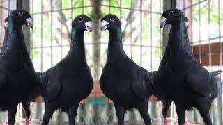 Black German Beauty Homer Pigeon Standard Size and Quality