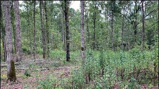 Alabama Habitat Restoration Project: Oak Hickory Woodlands