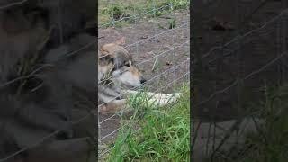 Wolf Sanctuary in Cochrane