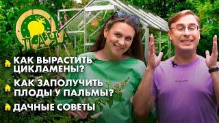 Тонкости ухода и посадки цикламена | Как заполучить плоды у пальмы? | Дача
