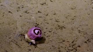 Snail Carrying Anemone | Nautilus Live