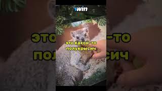 полукрысыч #папич #arhtas #папичприкол #мем