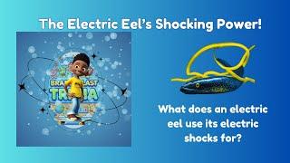 The Electric Eel’s Trivia Quiz! #brainyblasttrivia