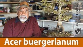 123) Bonsai Tree Care of Acer buergerianum - Trident maple - Great Bonsai Trees for Beginners