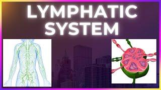 Lymphatic System - A quick overview