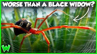 The Worst Spider Bites in the US Ranked