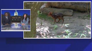 Tiny southern pudu fawn makes its debut at the Queens Zoo