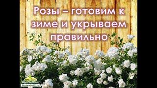 Садовые розы. Краткий курс обрезки и укрытия на зиму