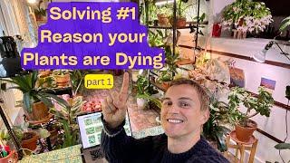 How to Grow Plants at Home - Keep Your Plants Alive ! How to Water - the Basics