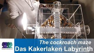 Das Kakerlaken-Labyrinth von Zajonc et al. / Zajonc et al.’s cockroach-maze